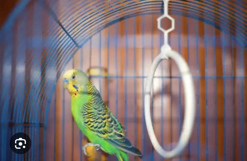 Naturatins apreende mais de 70 animais silvestres na região do bico do papagaio