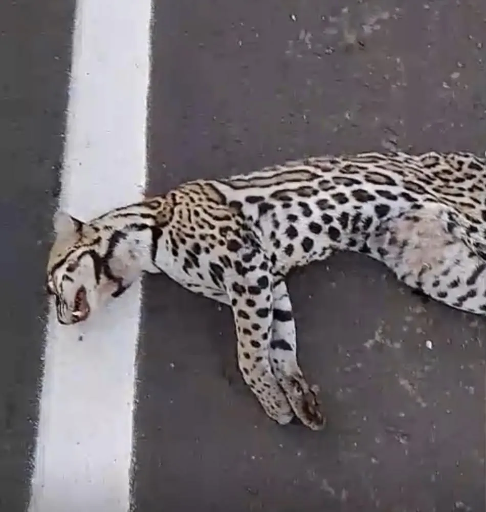 Onça-pintada é encontrada morta na TO-126, em Itaguatins