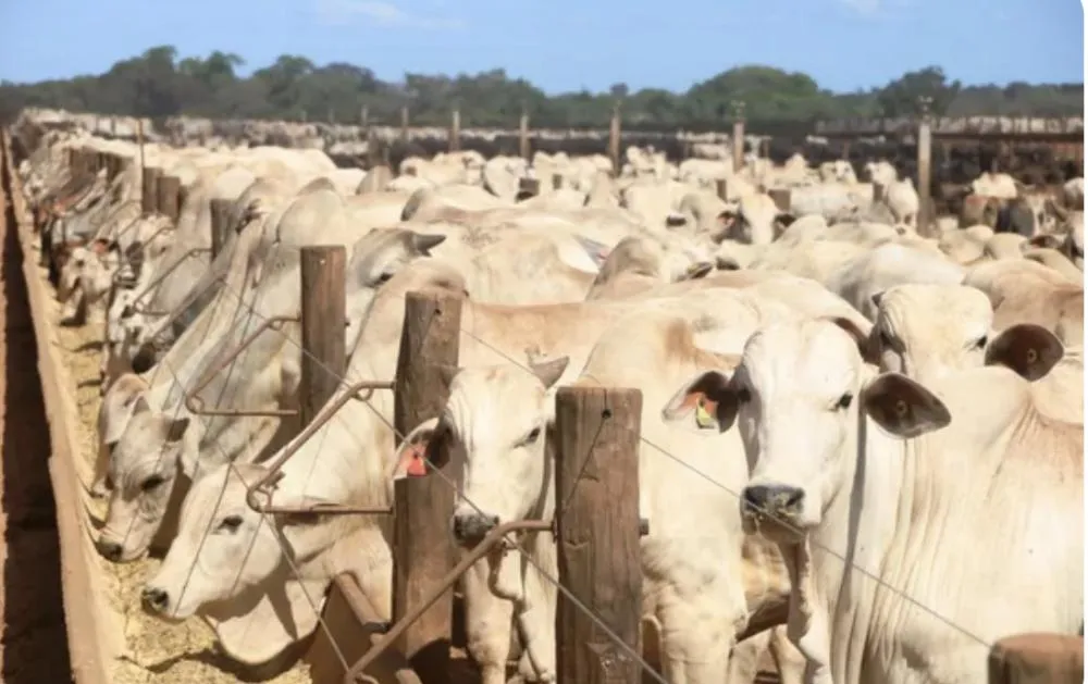 Tocantins um Gigante do agronegócio Brasileiro 