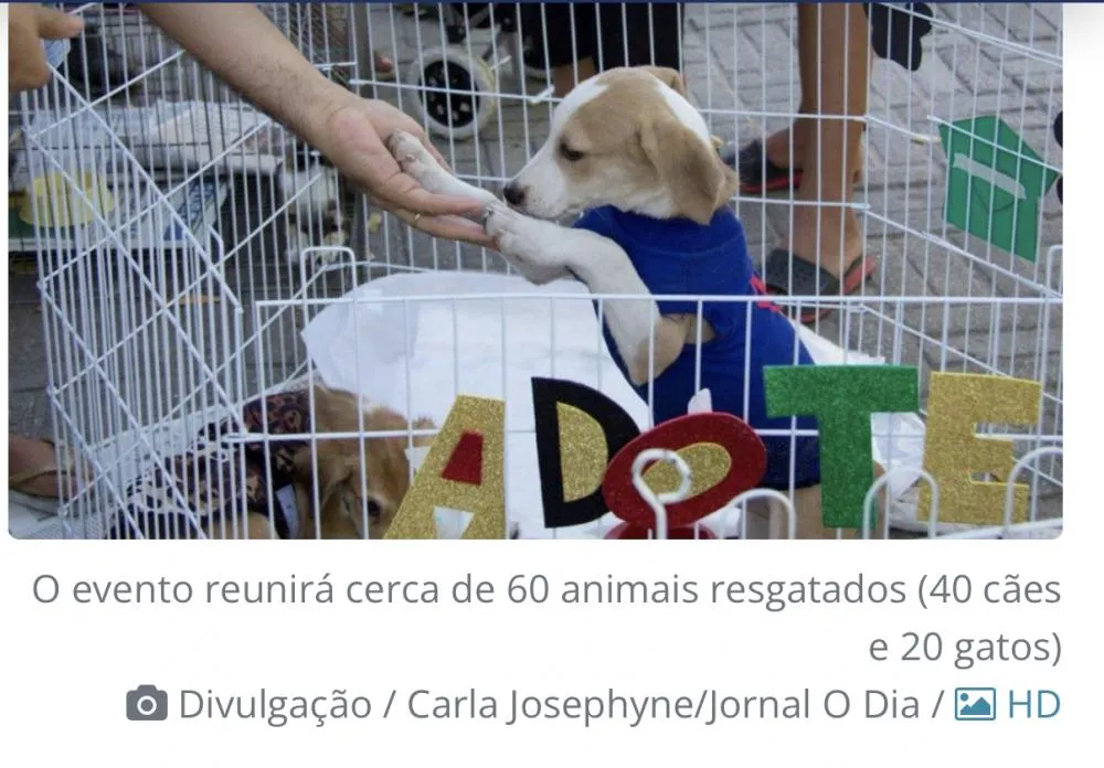 Aleto realiza 3ª Feira de Adoção com serviços gratuitos e ações de conscientização