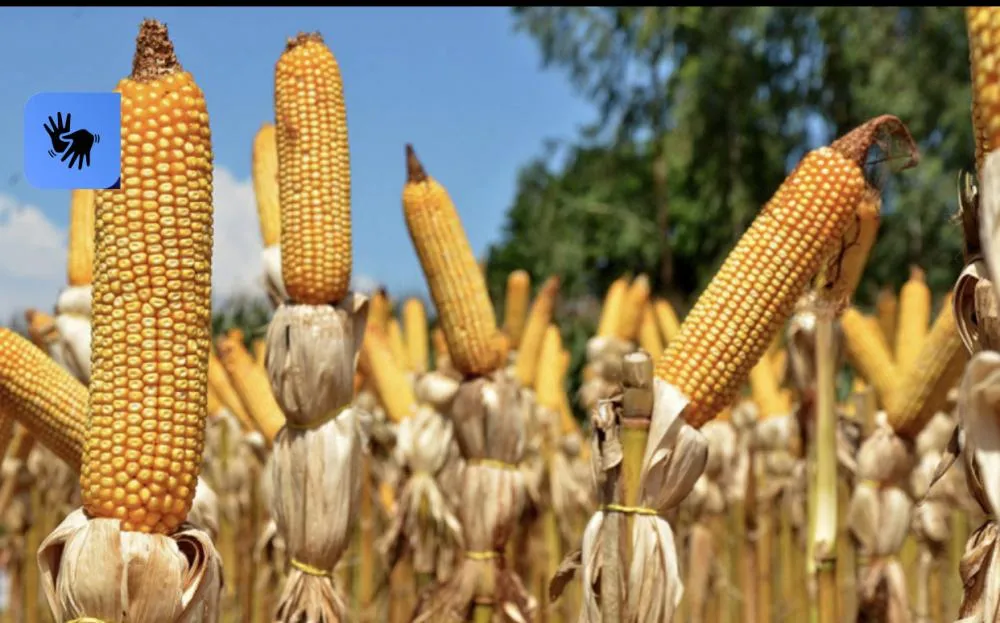 Tocantins amplia produção agrícola e se destaca entre os estados com maior crescimento do país em 2026