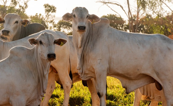 Governo do Tocantins alerta produtores para antecipar declaração obrigatória de animais a partir do dia 22 de abril